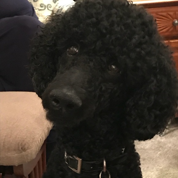 Meet your Posher, Ronda - Picture 3 of 8